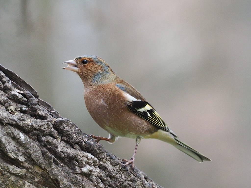 Nazwa:  PC292711a.jpg
Wyświetleń: 243
Rozmiar:  556,7 KB