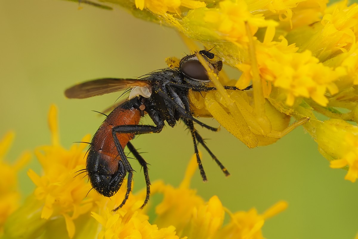 Nazwa:  kwietnik14742ef.jpg
Wyświetleń: 196
Rozmiar:  137,1 KB