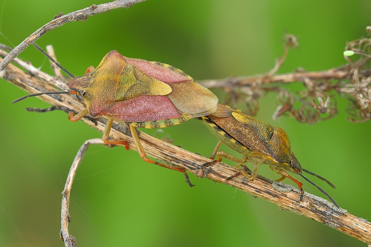 Nazwa:  borczynce30055gf.jpg
Wyświetleń: 203
Rozmiar:  180,5 KB