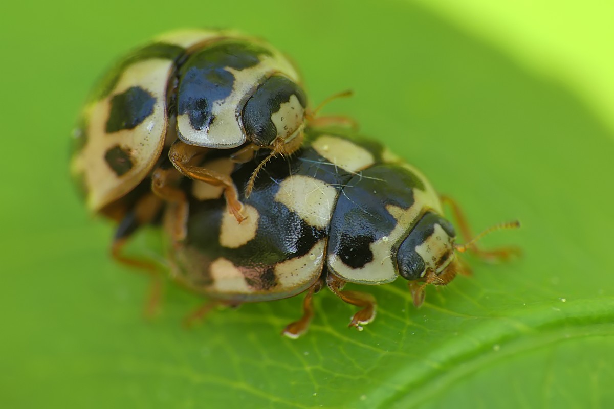 Nazwa:  wrzeciazki148801cf.jpg
Wyświetleń: 174
Rozmiar:  102,5 KB