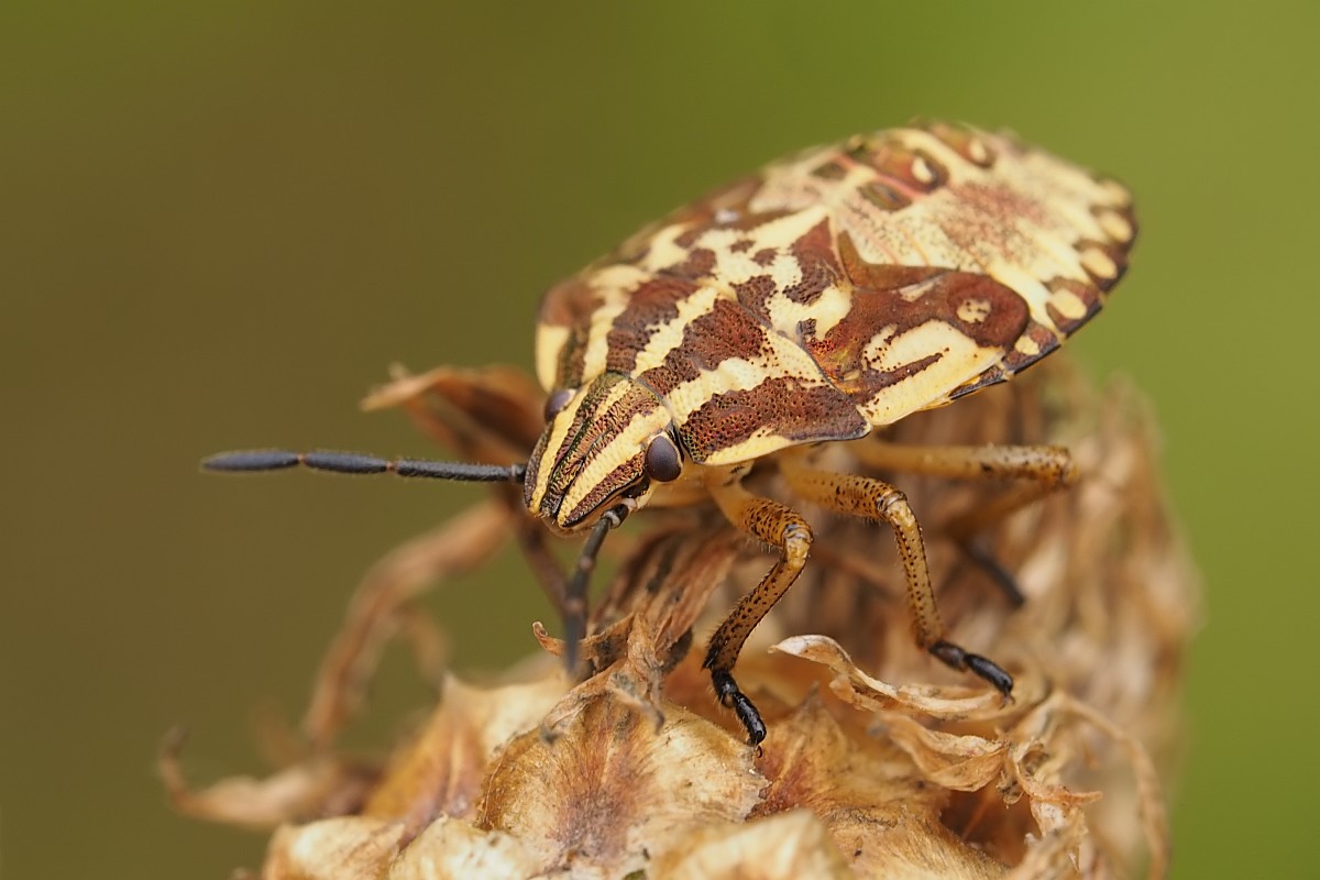 Nazwa:  borczyniec011774ef.jpg
Wyświetleń: 149
Rozmiar:  125,7 KB