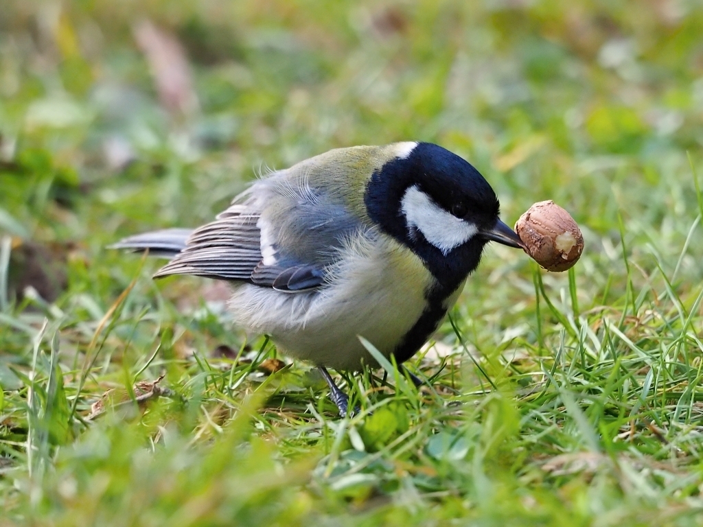 Nazwa:  P1022998a.jpg
Wyświetleń: 206
Rozmiar:  559,2 KB