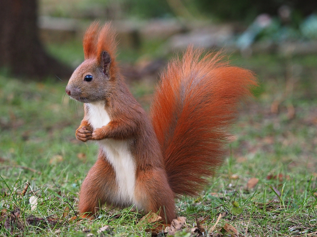 Nazwa:  P1020039a.jpg
Wyświetleń: 228
Rozmiar:  664,2 KB