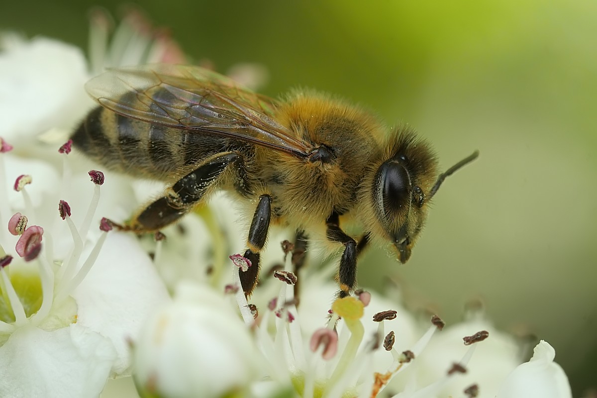 Nazwa:  pszczola29784gf.jpg
Wyświetleń: 500
Rozmiar:  143,1 KB