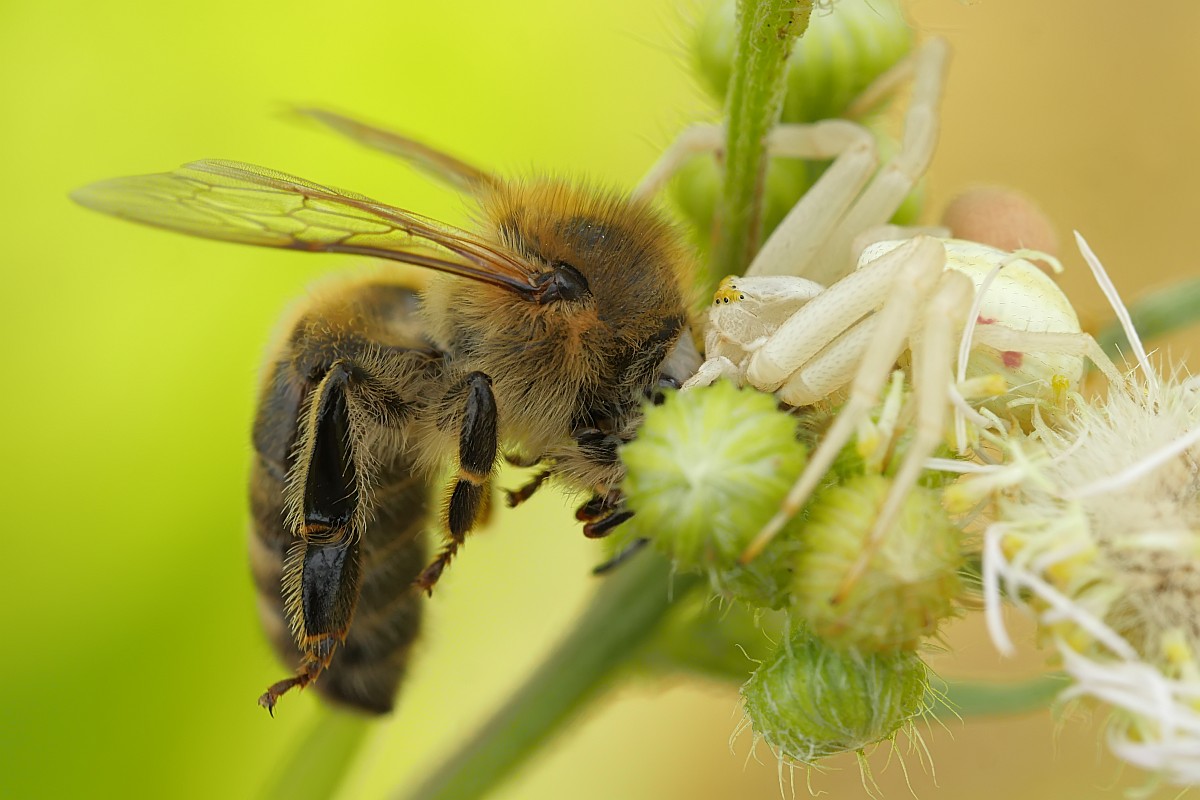Nazwa:  kwietnik34921ef.jpg
Wyświetleń: 343
Rozmiar:  150,2 KB