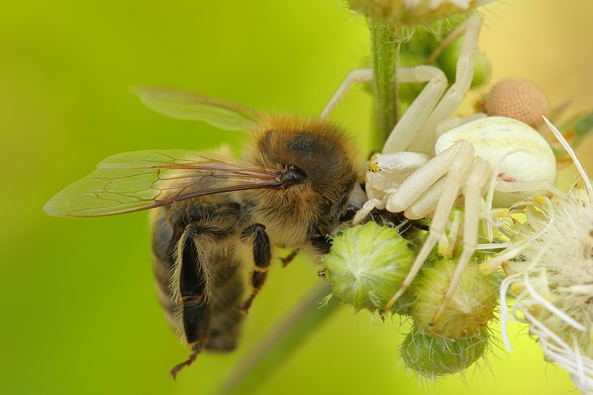Nazwa:  kwietnik35135ef.jpg
Wyświetleń: 326
Rozmiar:  149,5 KB