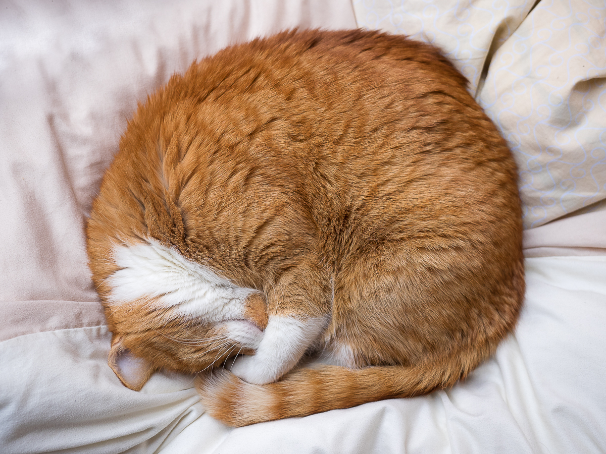 Nazwa:  P1040022.jpg
Wyświetleń: 235
Rozmiar:  1,09 MB