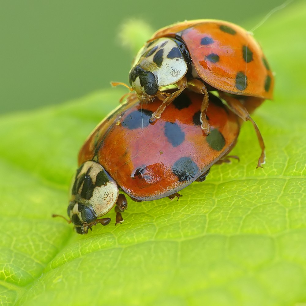 Nazwa:  biedronki148990cf.jpg
Wyświetleń: 302
Rozmiar:  157,5 KB