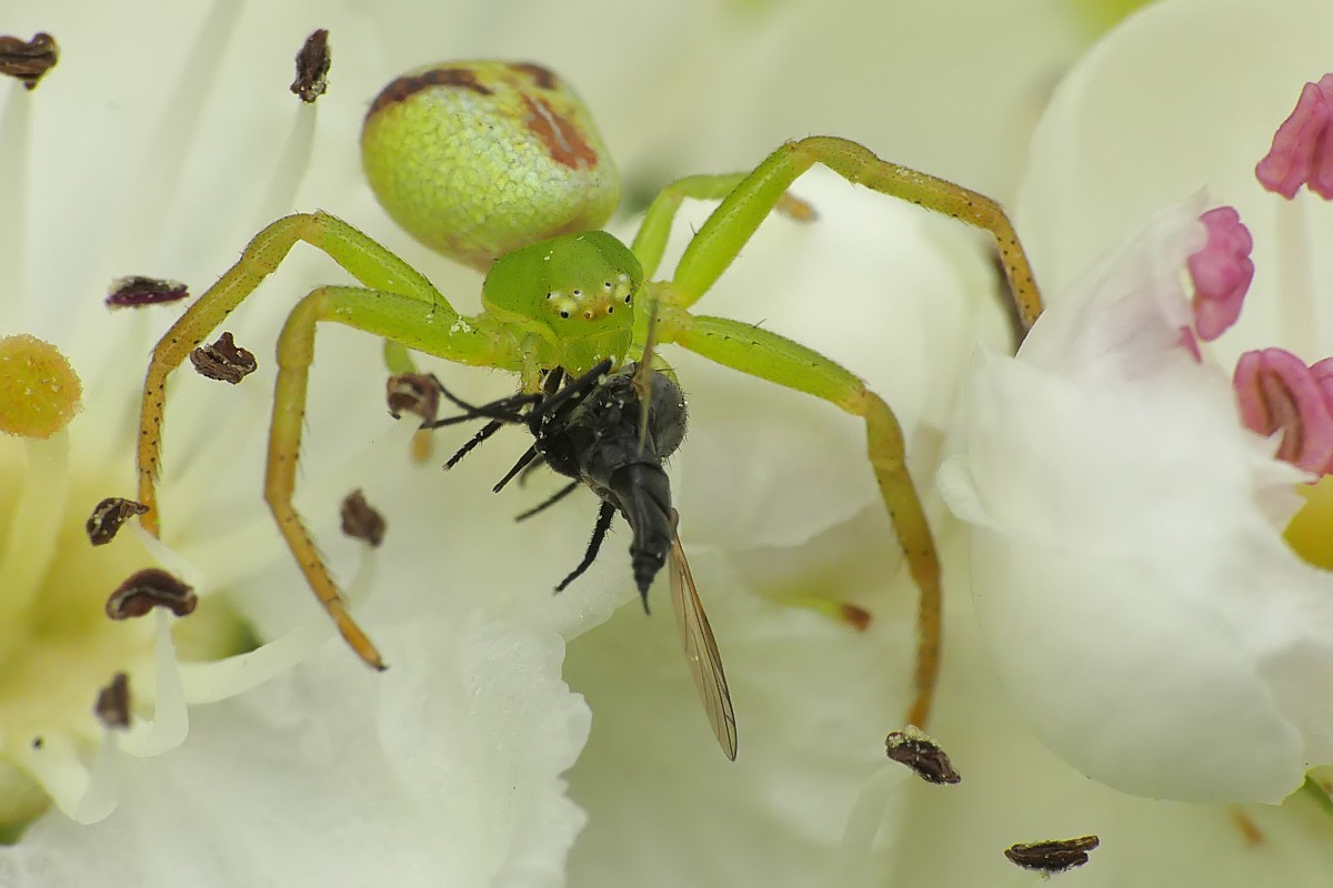 Nazwa:  Ebrechtella151111cf.jpg
Wyświetleń: 249
Rozmiar:  124,8 KB