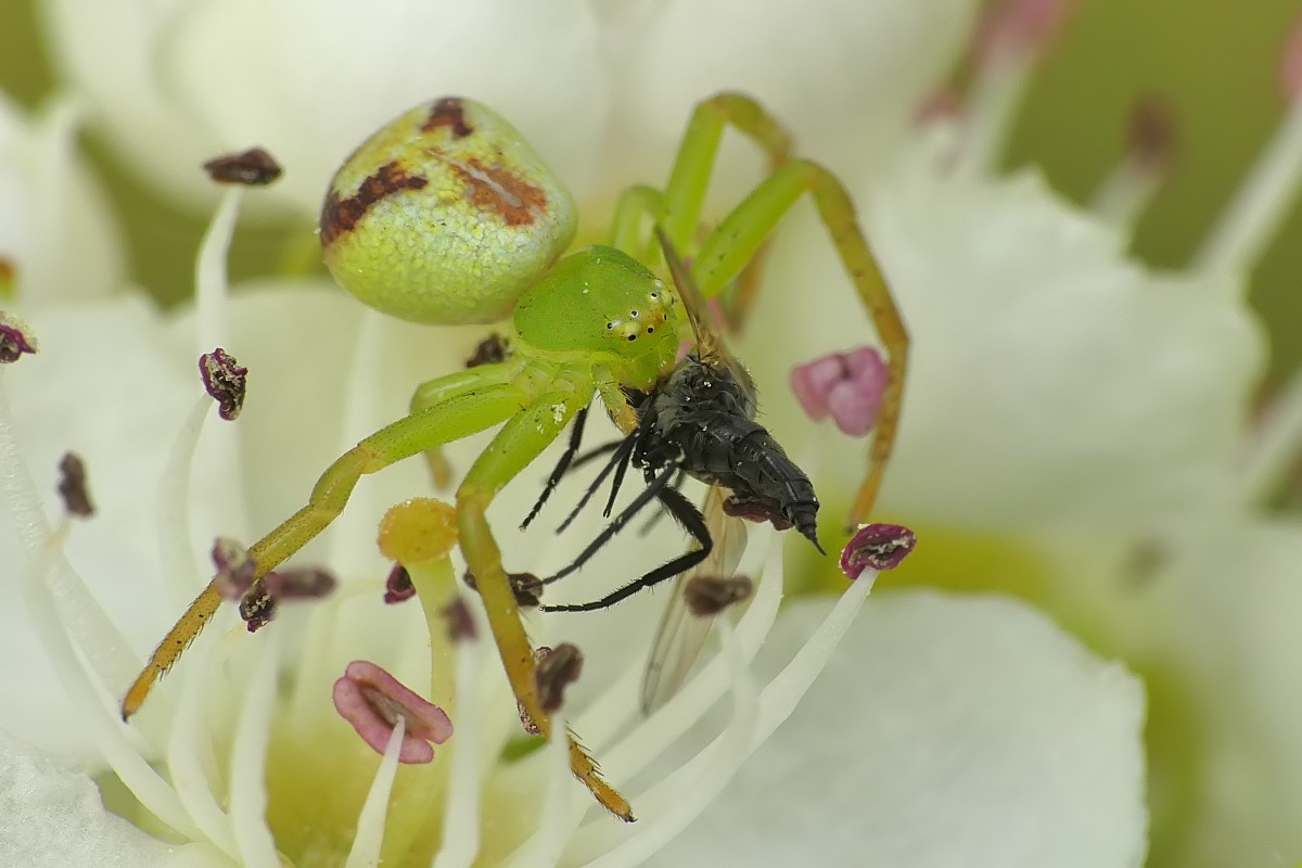 Nazwa:  Ebrechtella151233cf.jpg
Wyświetleń: 303
Rozmiar:  124,1 KB