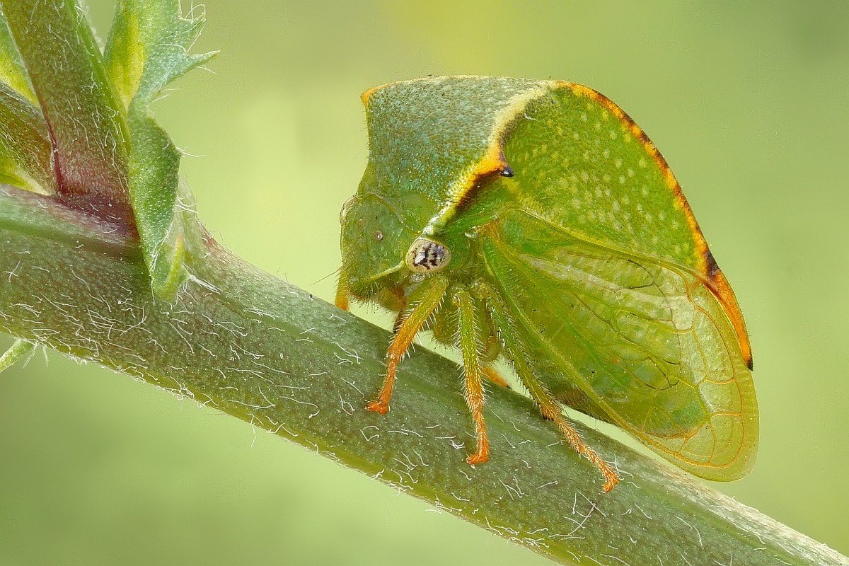 Nazwa:  kolcorog25309pfgf.jpg
Wyświetleń: 244
Rozmiar:  276,8 KB