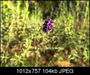 Kliknij obrazek, aby uzyskać większą wersję

Nazwa:	P9220006-1.jpg
Wyświetleń:	120
Rozmiar:	104,2 KB
ID:	217892