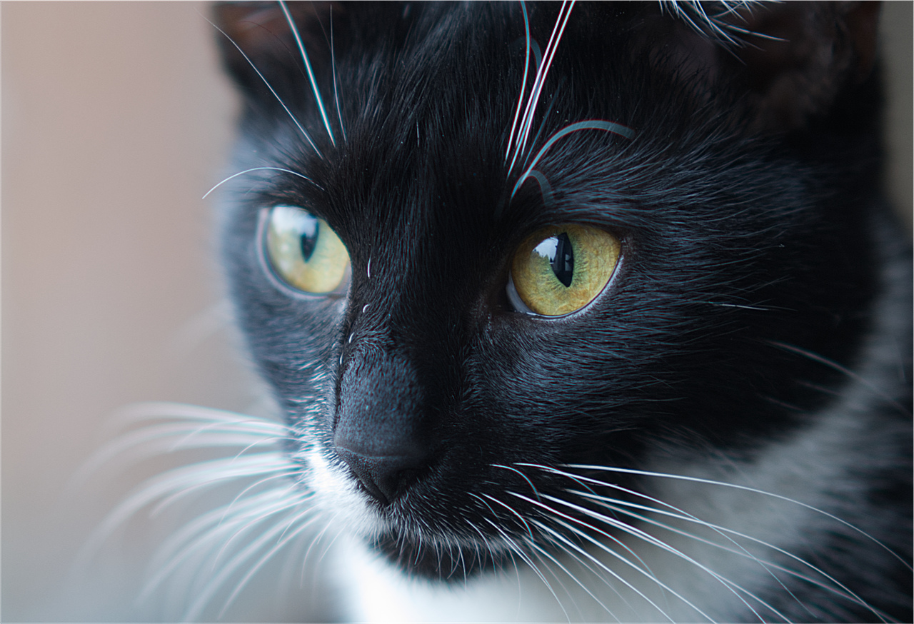 Nazwa:  Kicia_1.jpg
Wyświetleń: 178
Rozmiar:  486,8 KB