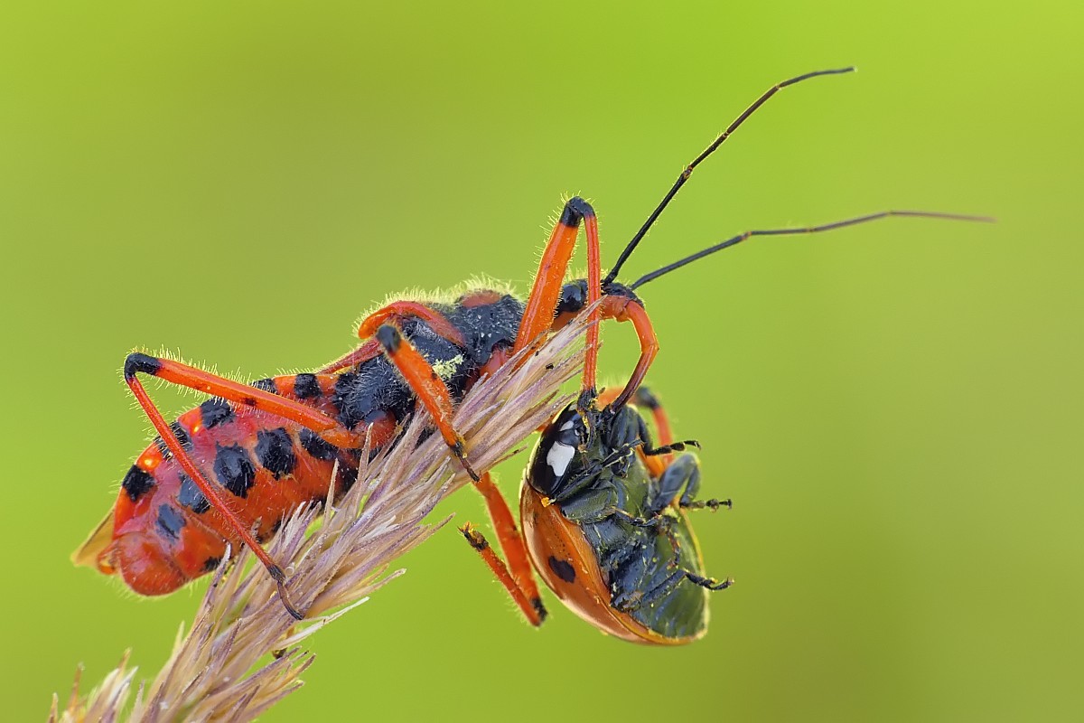 Nazwa:  srogon214135cf.jpg
Wyświetleń: 272
Rozmiar:  141,9 KB
