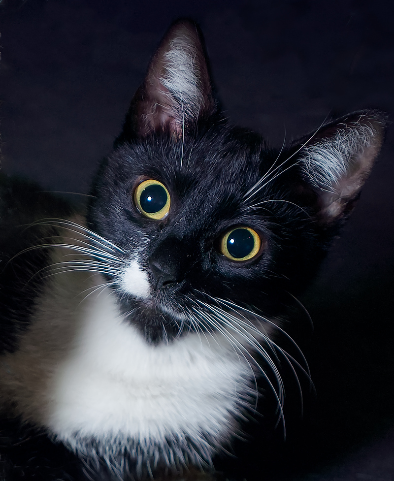 Nazwa:  Kicia_3.jpg
Wyświetleń: 146
Rozmiar:  368,3 KB