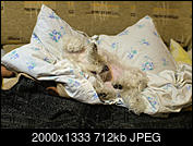 Kliknij obrazek, aby uzyskać większą wersję

Nazwa:	P1301429.jpg
Wyświetleń:	105
Rozmiar:	711,8 KB
ID:	218468