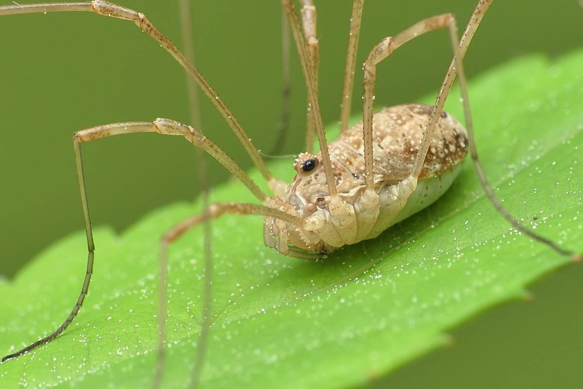 Nazwa:  kosarz156226cf.jpg
Wyświetleń: 262
Rozmiar:  142,6 KB