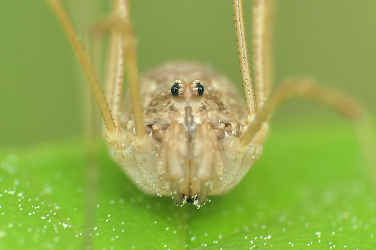 Nazwa:  kosarz156667cf.jpg
Wyświetleń: 247
Rozmiar:  99,7 KB