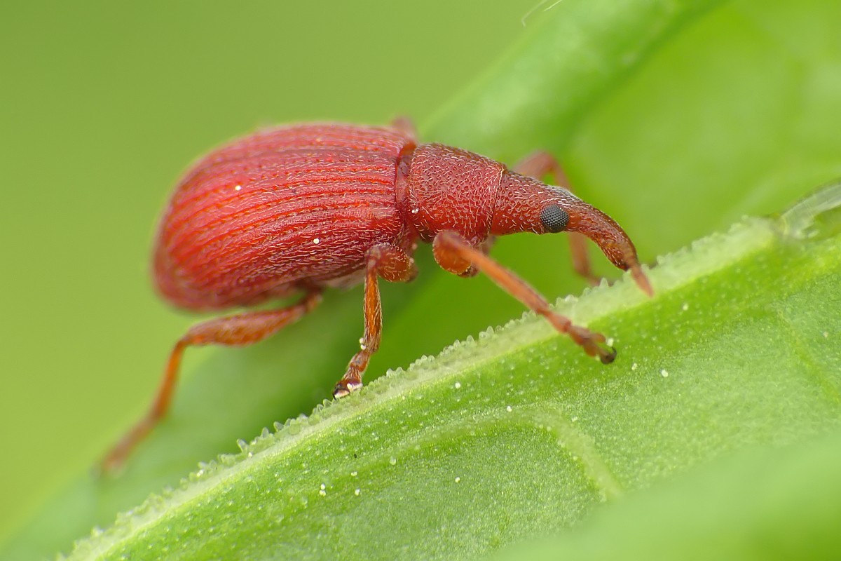 Nazwa:  pedrus159472cf.jpg
Wyświetleń: 230
Rozmiar:  160,5 KB