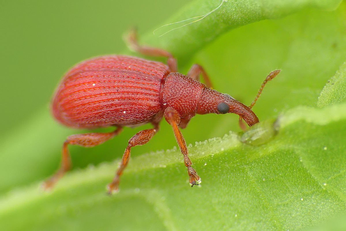 Nazwa:  pedrus159719cf.jpg
Wyświetleń: 232
Rozmiar:  165,1 KB