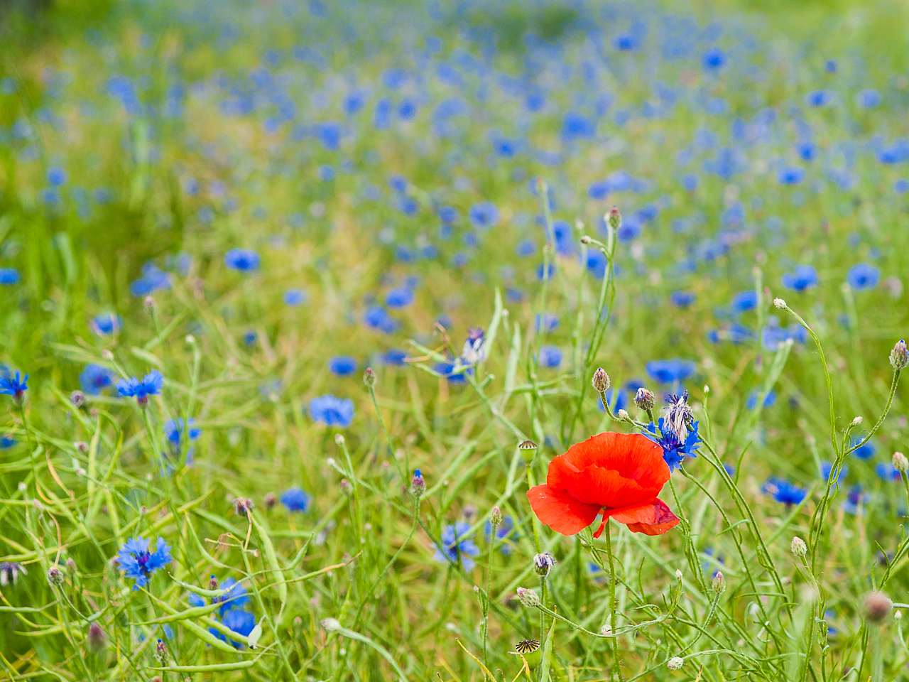 Nazwa:  Of-409.jpg
Wyświetleń: 314
Rozmiar:  750,1 KB