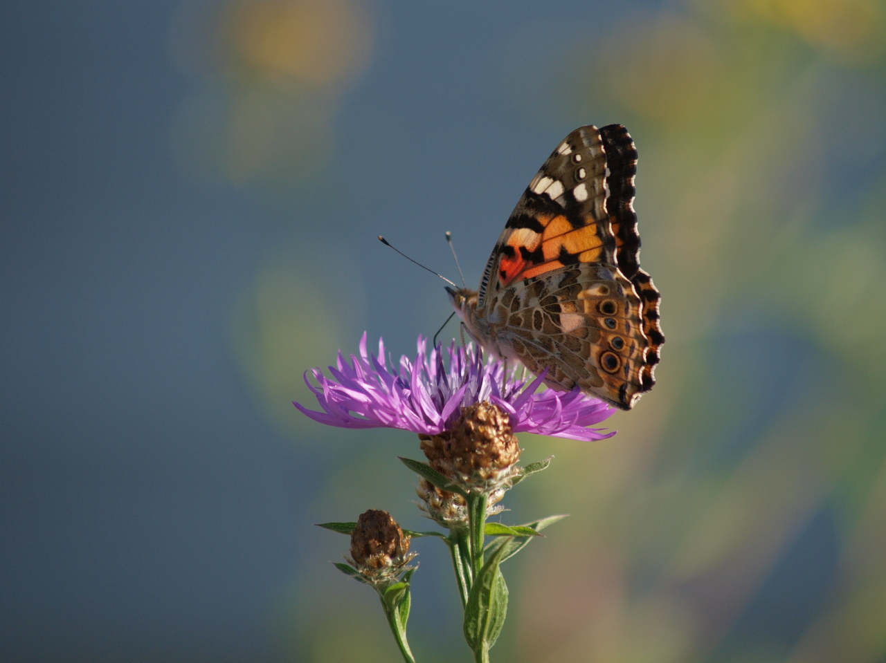 Nazwa:  Of-410.jpg
Wyświetleń: 308
Rozmiar:  418,6 KB