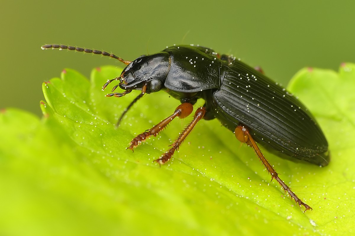 Nazwa:  chrzaszcz156932cf.jpg
Wyświetleń: 211
Rozmiar:  145,0 KB