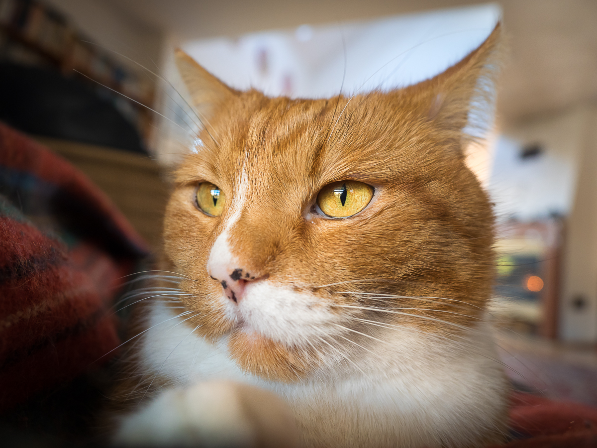 Nazwa:  PC050004.jpg
Wyświetleń: 181
Rozmiar:  835,2 KB