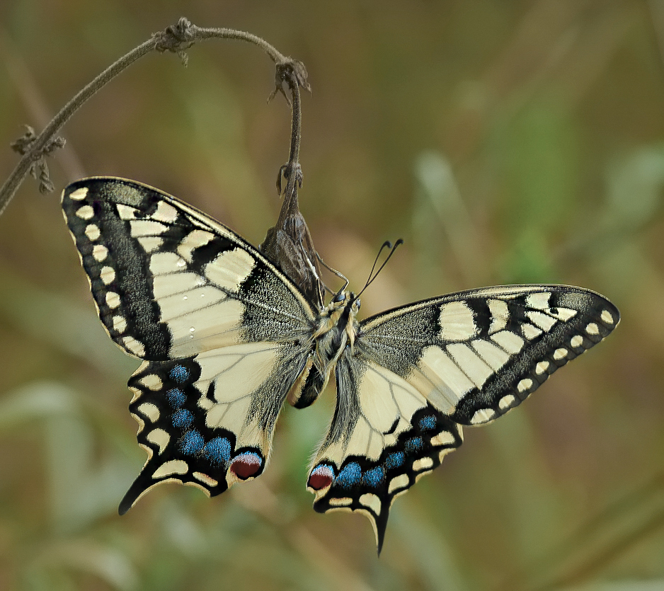 Nazwa:  3415-2.jpg
Wyświetleń: 265
Rozmiar:  618,1 KB