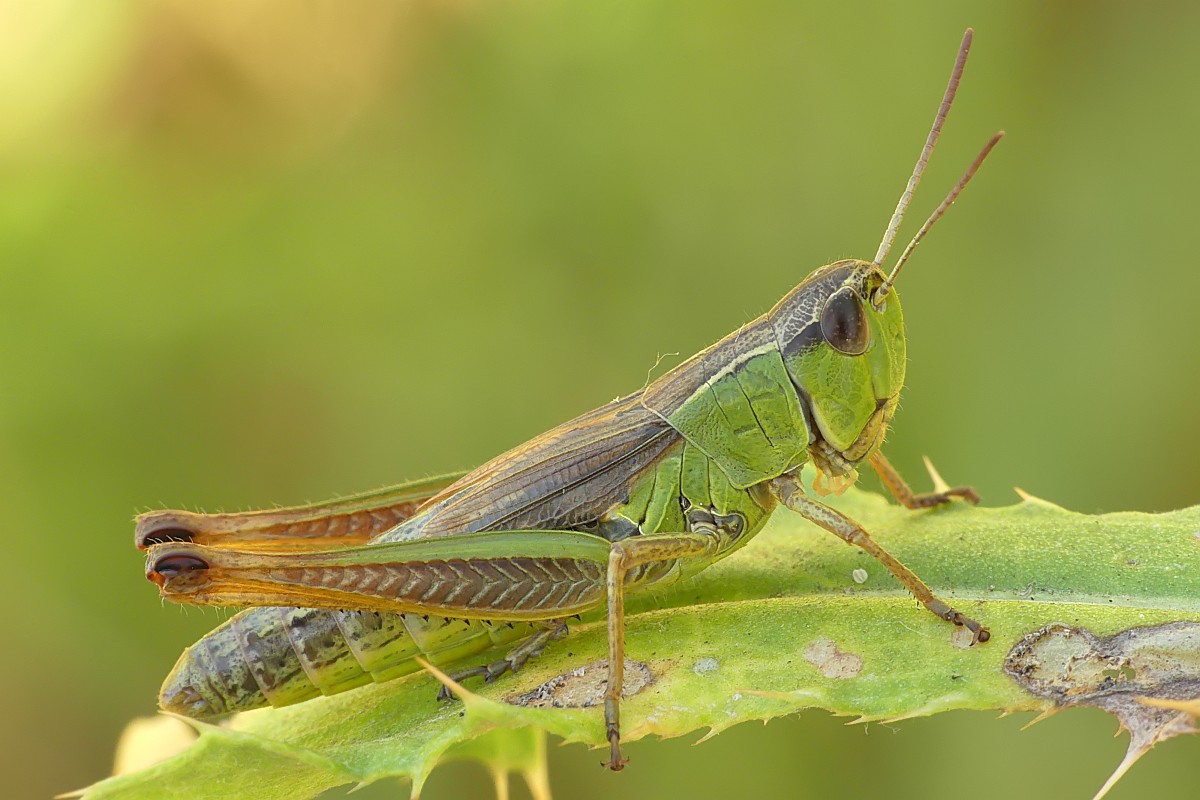 Nazwa:  konik215154cf.jpg
Wyświetleń: 180
Rozmiar:  163,2 KB
