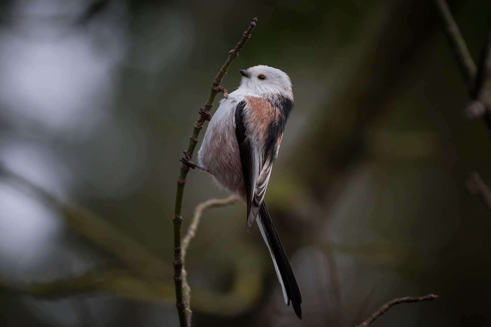 Nazwa:  P1062185.JPG
Wyświetleń: 426
Rozmiar:  1,07 MB