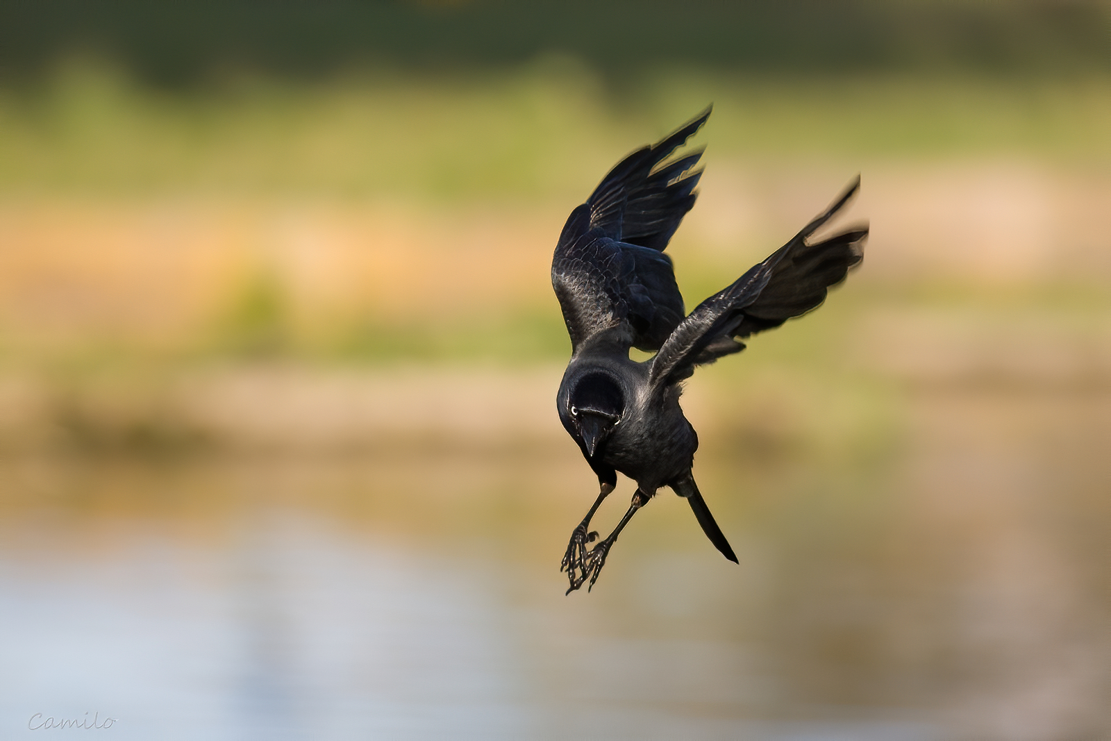 Nazwa:  IMG_4634-d.jpg
Wyświetleń: 331
Rozmiar:  1,51 MB