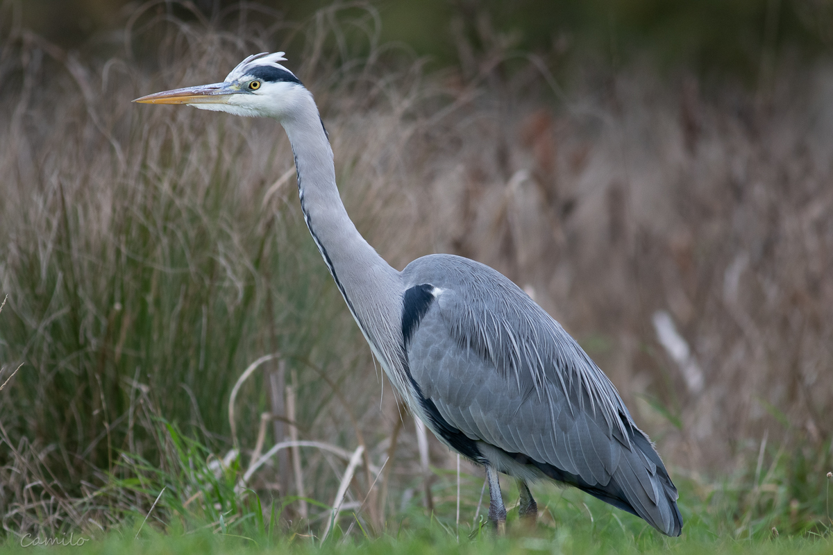 Nazwa:  IMG_0508.JPG
Wyświetleń: 325
Rozmiar:  594,3 KB