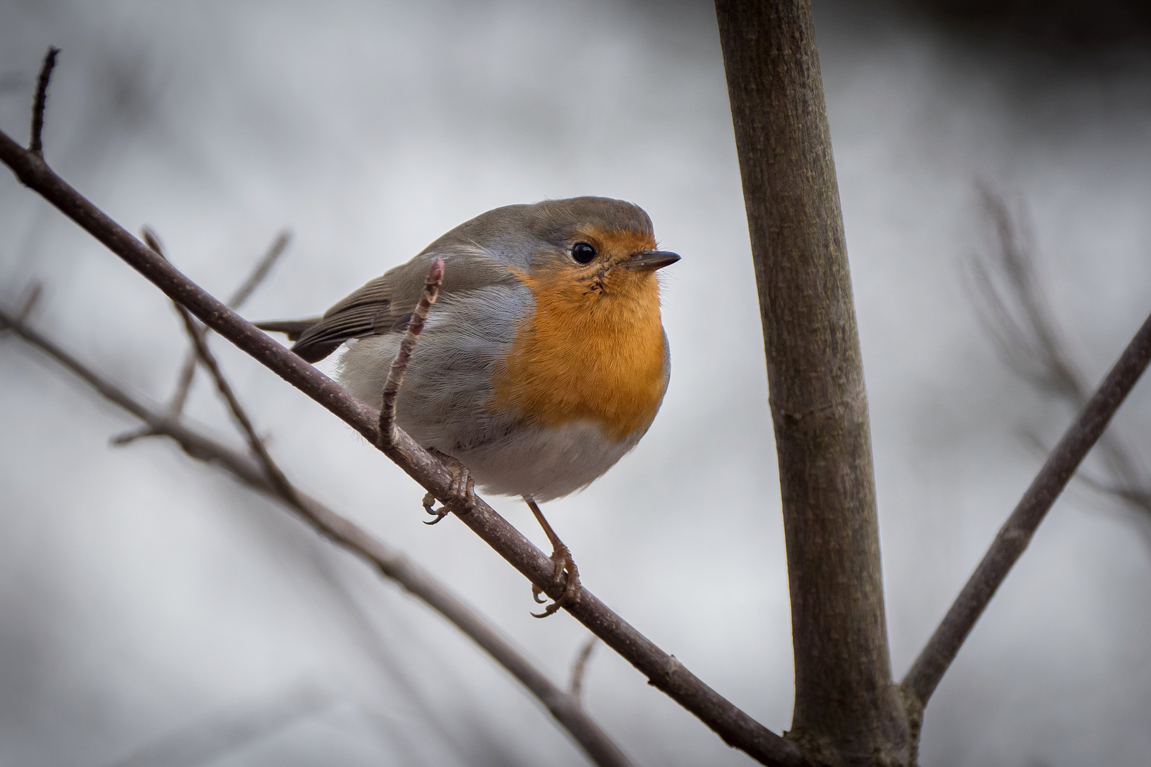 Nazwa:  P1062091.JPG
Wyświetleń: 343
Rozmiar:  1,40 MB