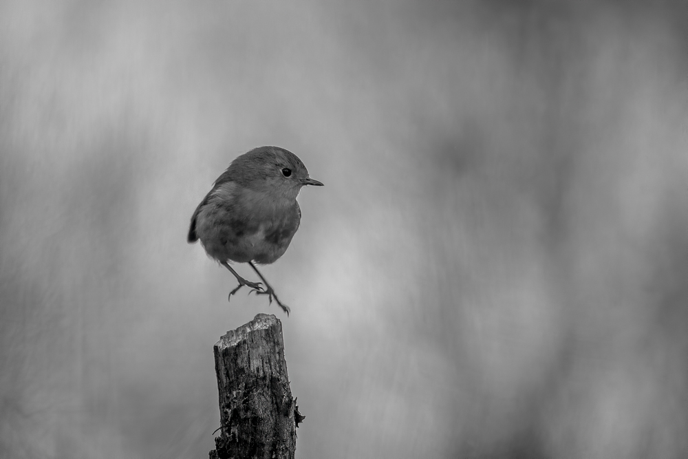 Nazwa:  IMG_6484.JPG
Wyświetleń: 325
Rozmiar:  209,7 KB