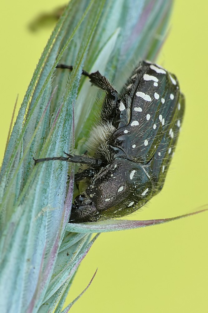Nazwa:  łanocha165941cf.jpg
Wyświetleń: 304
Rozmiar:  154,2 KB