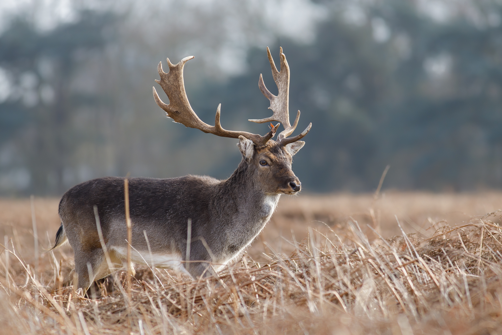 Nazwa:  J28A3074.JPG
Wyświetleń: 268
Rozmiar:  1.006,8 KB