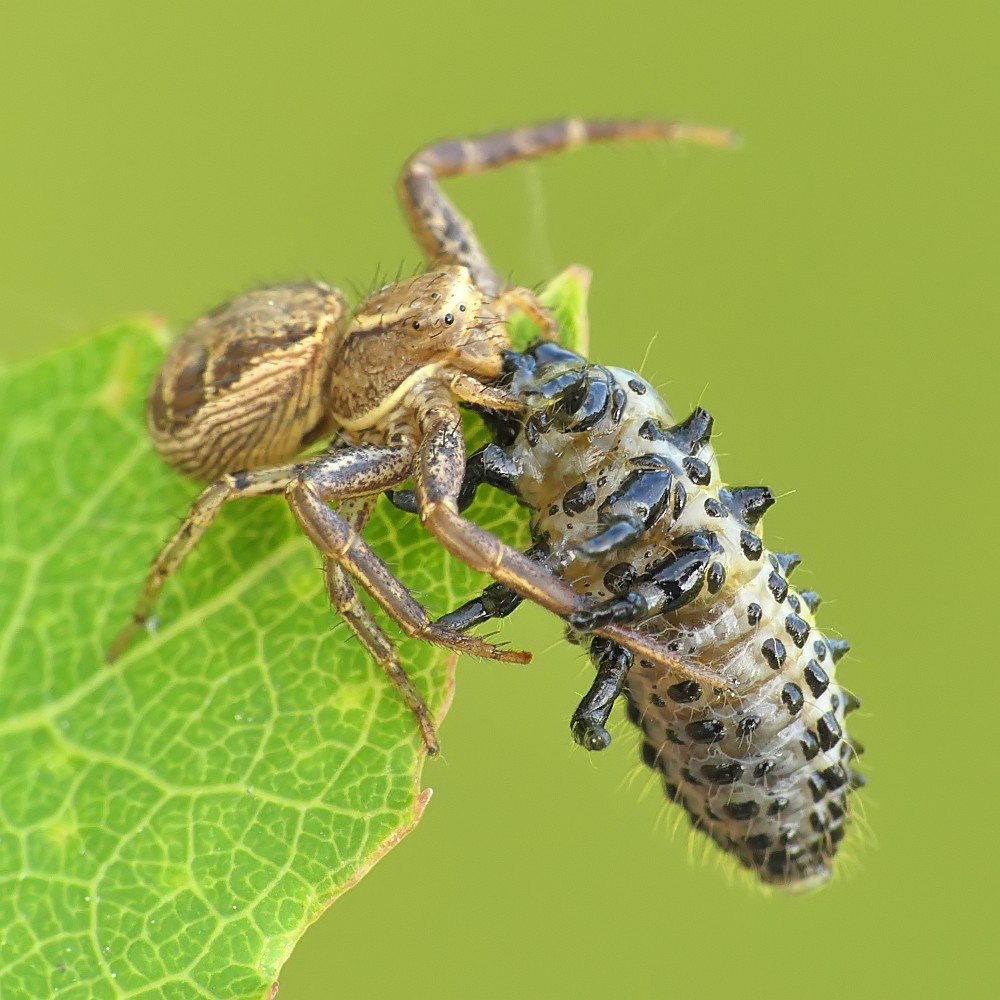 Nazwa:  bokochod176144cf.jpg
Wyświetleń: 298
Rozmiar:  168,9 KB