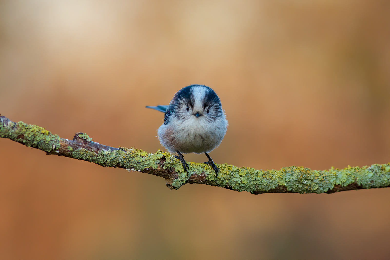 Nazwa:  IMG_2851.JPG
Wyświetleń: 246
Rozmiar:  645,2 KB