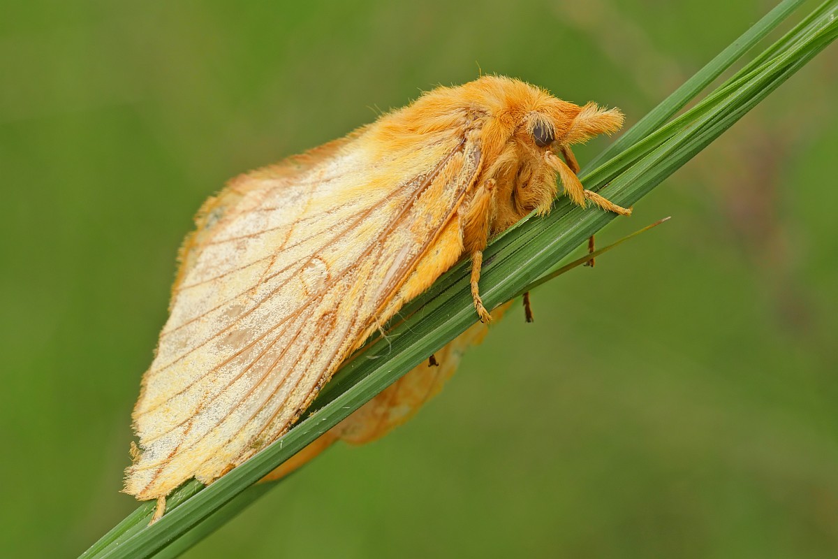 Nazwa:  cma39267gf.jpg
Wyświetleń: 261
Rozmiar:  159,2 KB