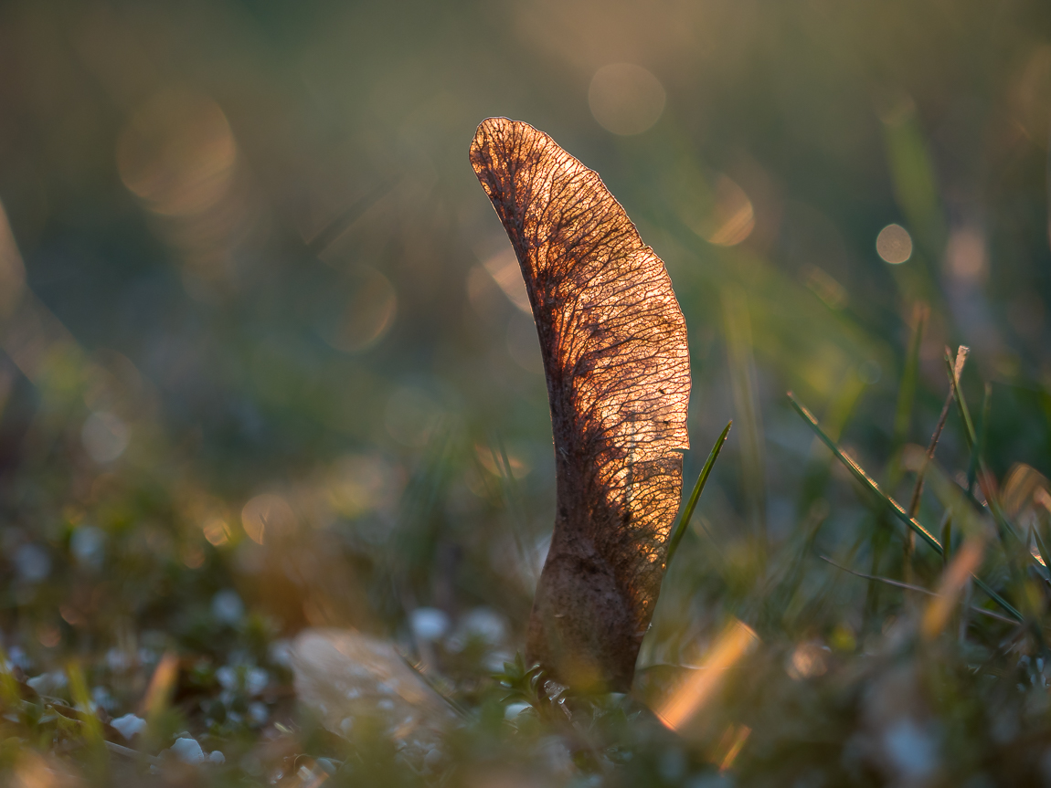 Nazwa:  P3140049.jpg
Wyświetleń: 287
Rozmiar:  523,6 KB