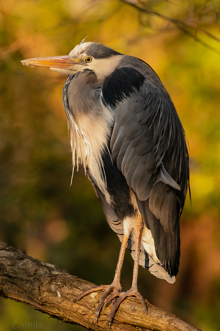 Nazwa:  m-2.JPG
Wyświetleń: 208
Rozmiar:  748,2 KB