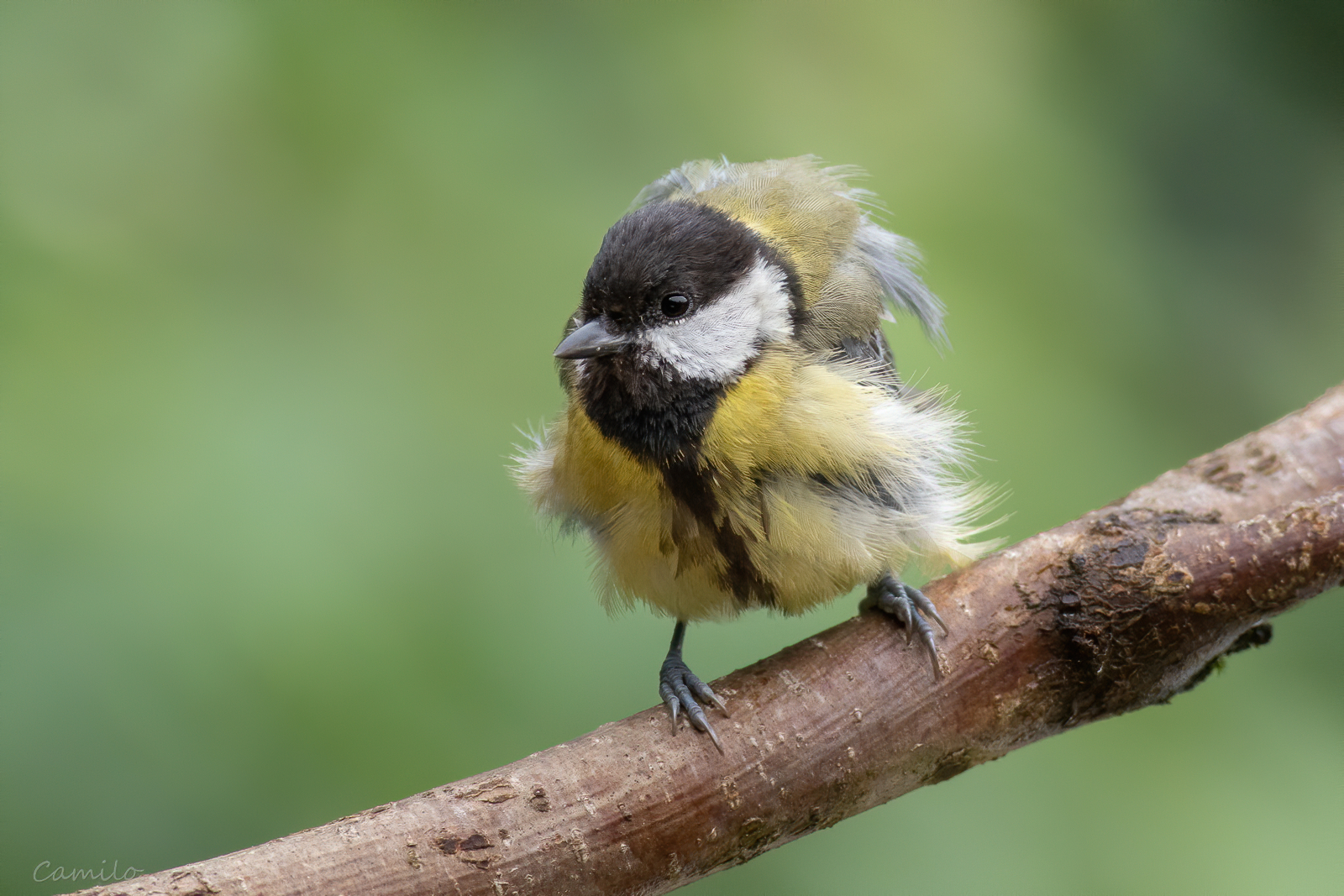 Nazwa:  IMG_7788-d2.jpg
Wyświetleń: 274
Rozmiar:  1,85 MB