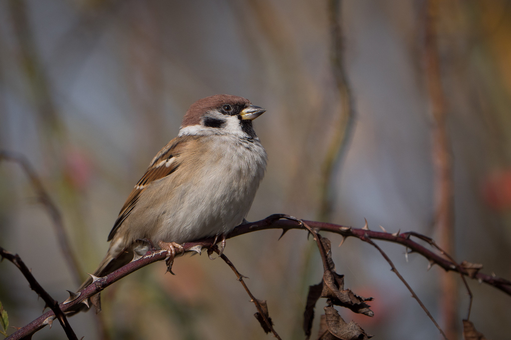 Nazwa:  P1040736.JPG
Wyświetleń: 273
Rozmiar:  1,40 MB