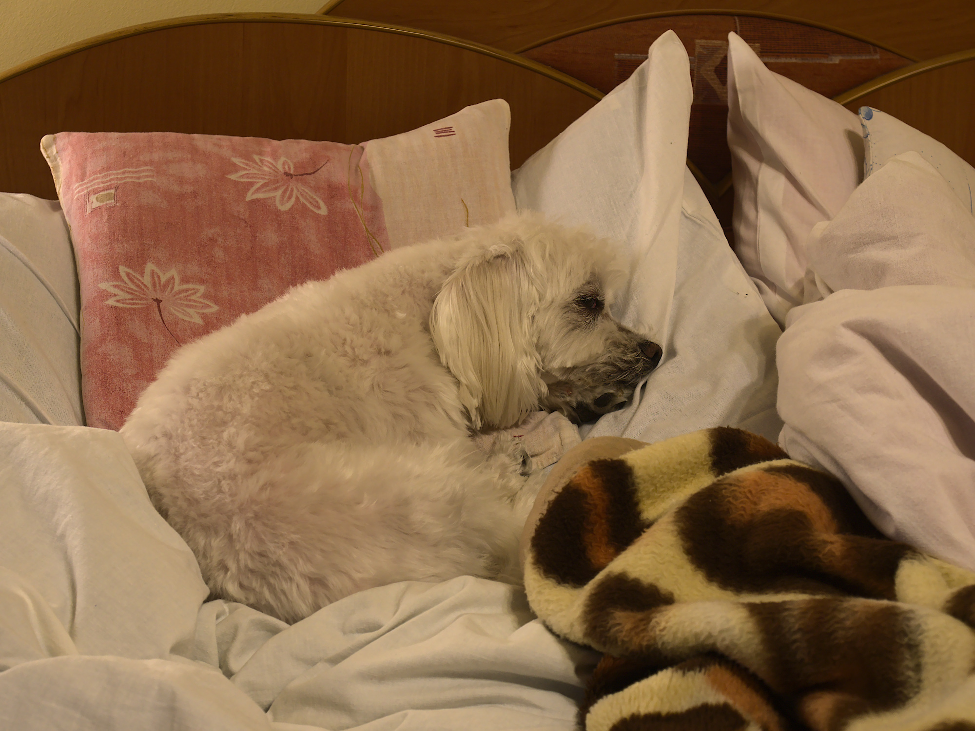 Nazwa:  P1024970.jpg
Wyświetleń: 270
Rozmiar:  812,7 KB