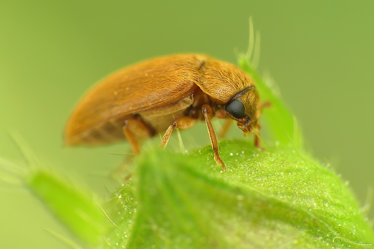 Nazwa:  chrząszcz153657cf.jpg
Wyświetleń: 305
Rozmiar:  118,0 KB