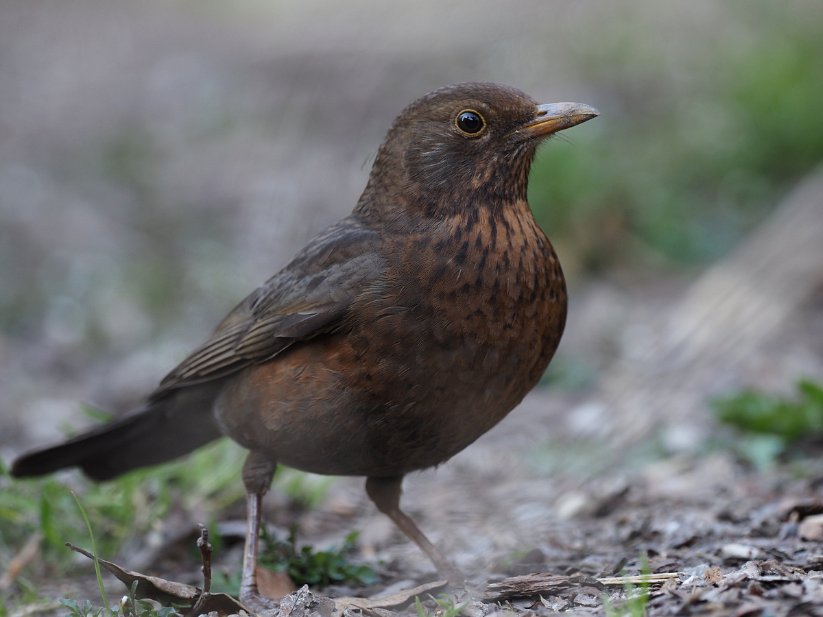 Nazwa:  P4050088.JPG
Wyświetleń: 341
Rozmiar:  785,0 KB