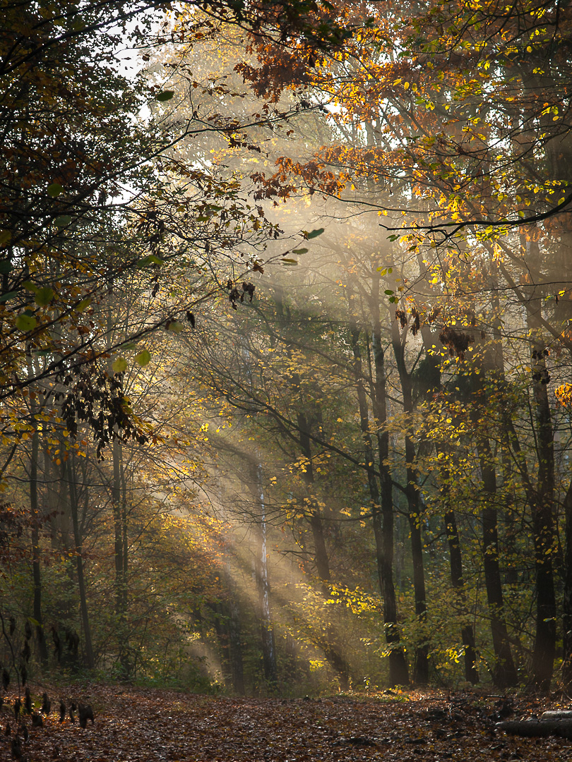 Nazwa:  Of-412.jpg
Wyświetleń: 261
Rozmiar:  743,0 KB