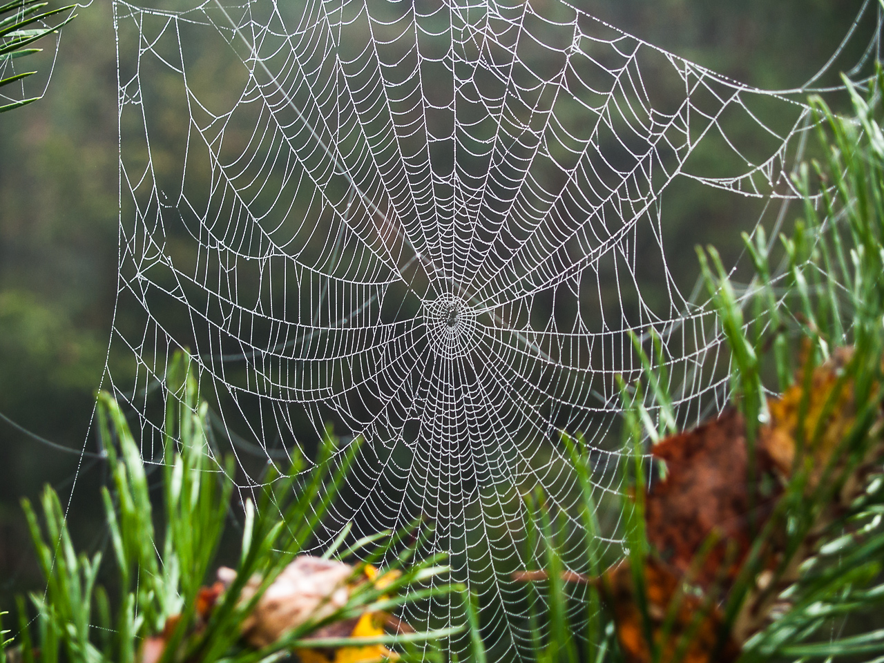 Nazwa:  Of-413.jpg
Wyświetleń: 261
Rozmiar:  855,7 KB