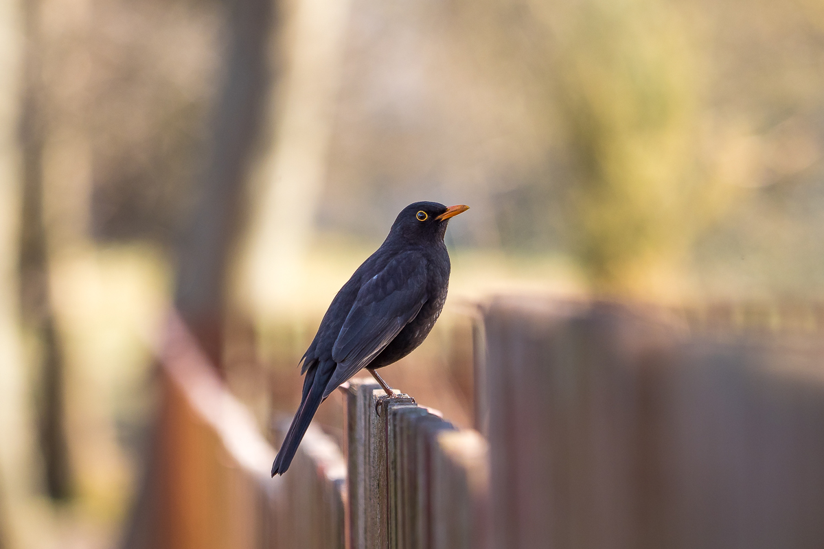 Nazwa:  P4080015.jpg
Wyświetleń: 249
Rozmiar:  441,3 KB